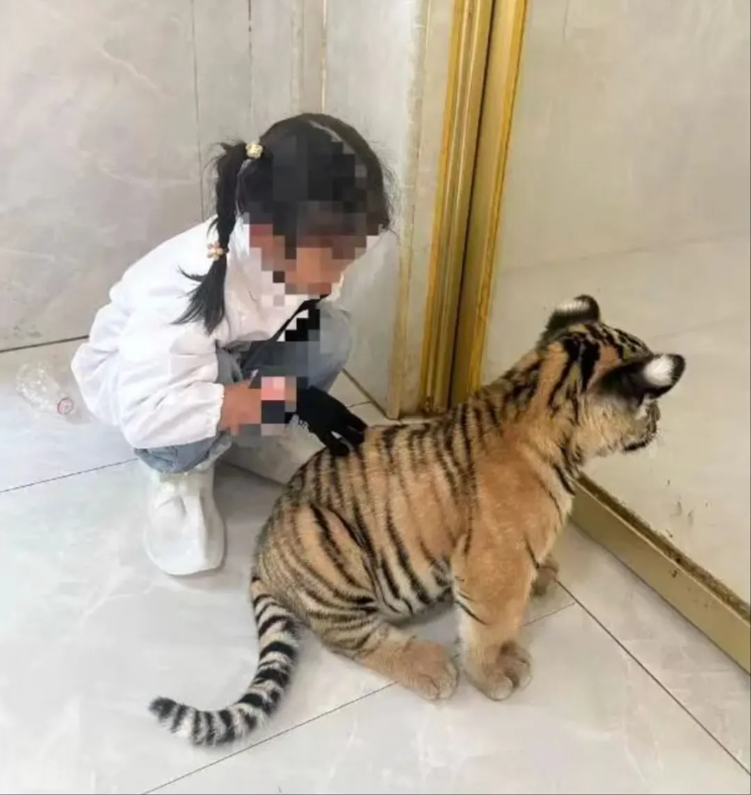 女童被景区幼虎咬伤,女童被幼虎咬伤，“动物零接触”违规当罚 | 新京报快评