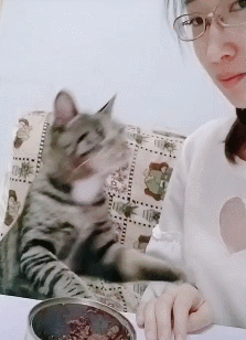 为啥别人家的猫能亲亲,我的不能?-微信头条网 为啥别人家的猫能亲亲,我的不能?