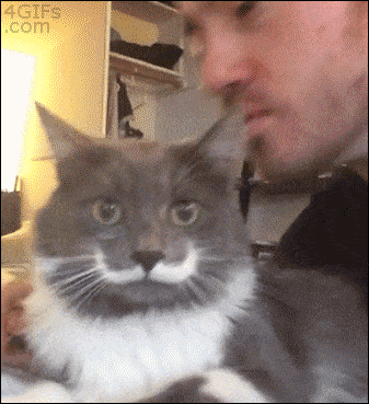 为啥别人家的猫能亲亲,我的不能?-微信头条网 为啥别人家的猫能亲亲,我的不能?