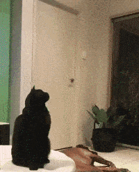 为啥别人家的猫能亲亲,我的不能?-微信头条网 为啥别人家的猫能亲亲,我的不能?