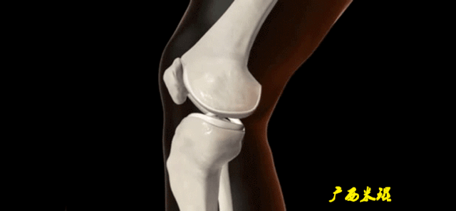 干货：高清动图学前交叉韧带MRI诊断，经典珍藏版！