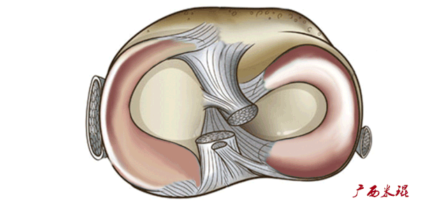 干货：高清动图学前交叉韧带MRI诊断，经典珍藏版！
