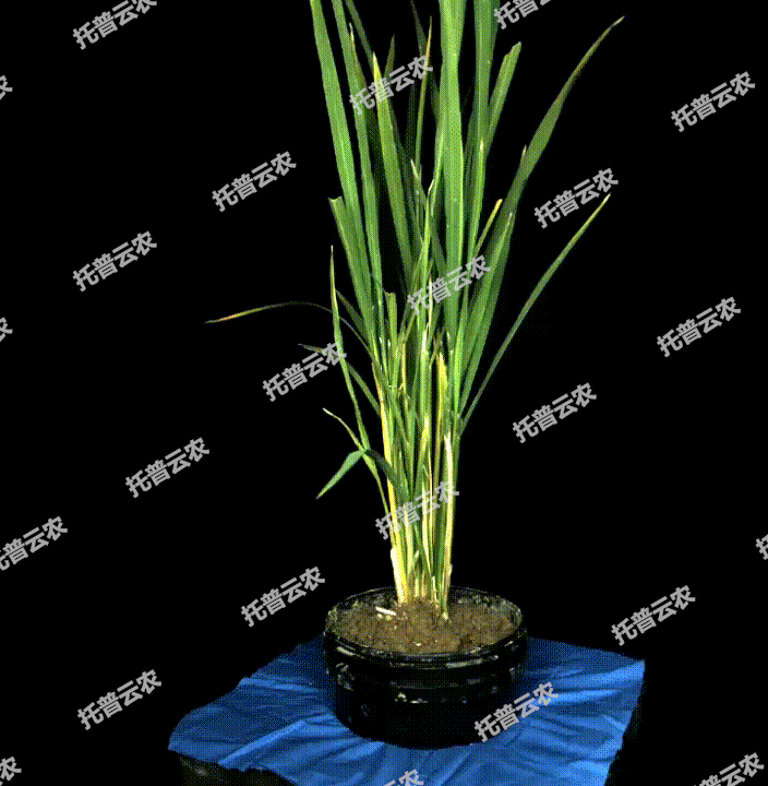 托普云農“高通量植物表型采集分析平臺”榮獲CISILE 2024 “自主創(chuàng)新金獎”