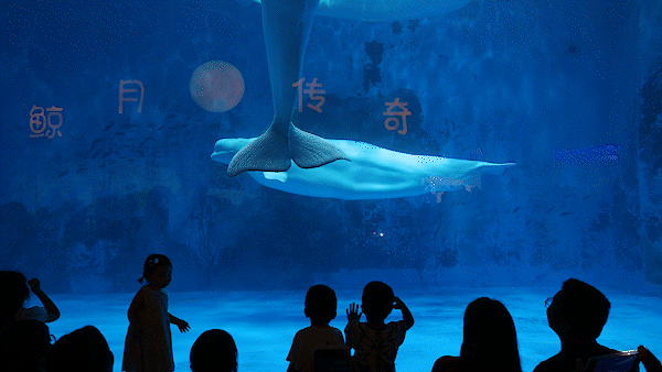 梦幻的画面唯美浪漫的画面每每难以忘怀仿佛就生活在海底童话世界般