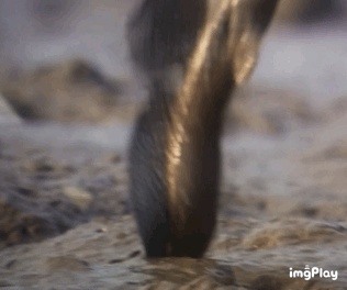 丑丑丑丑丑丑鱼 好奇心实验室 微信公众号文章阅读 Wemp