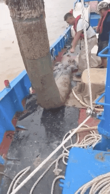 抓不完！浙江一发电厂遭海蜇“大规模入侵”，什么原因造成的？