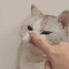 0F701E4F.gif