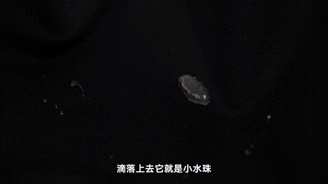 IMG_4494.GIF