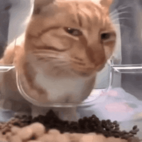a cat is eating food from a bowl in a glass container .