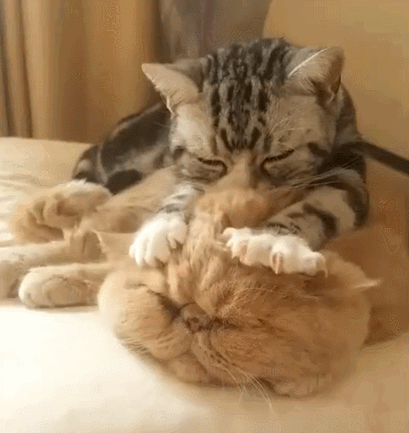 爆火mur猫教你认识14个艺术流派 奇怪的知识点又增加了 优秀网页设计 微信公众号文章阅读 Wemp