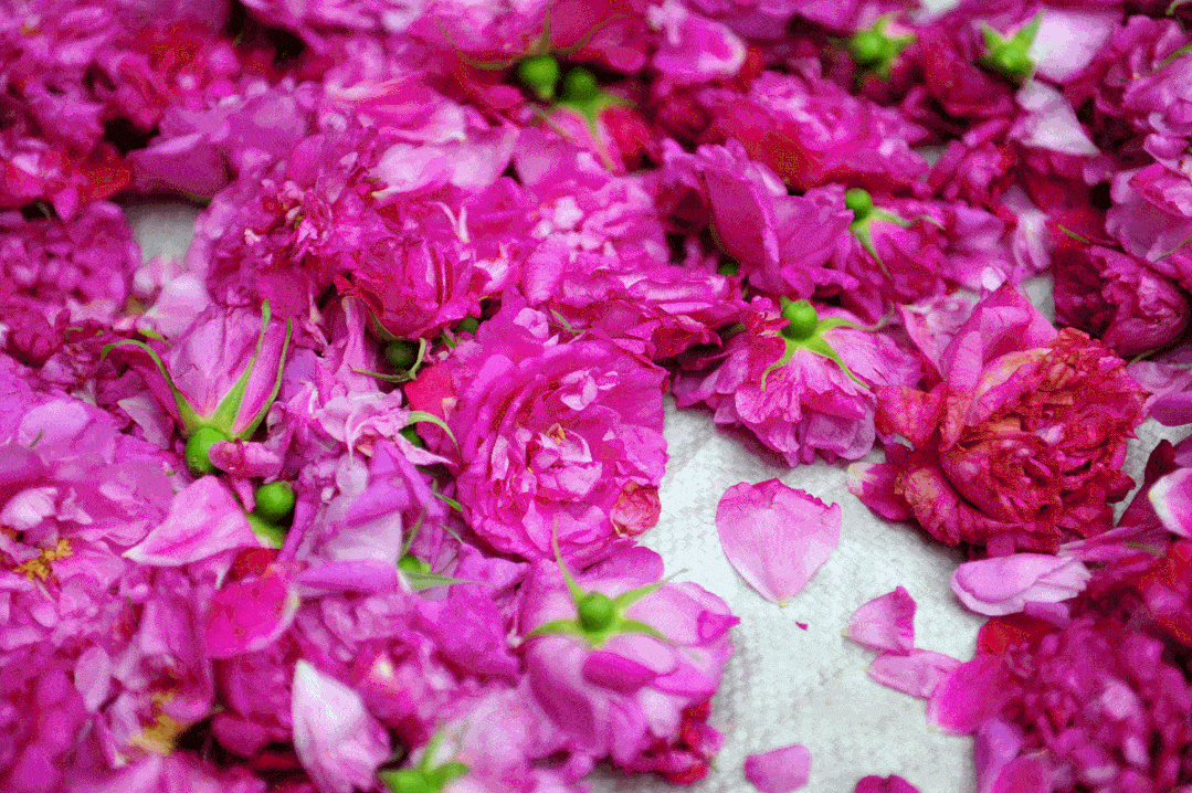 玫瑰玫瑰我爱你玫瑰的故事你知道多少