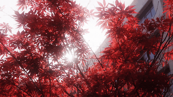 遂职·稻穗FM丨生命是一树花开