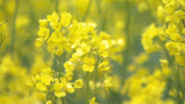 2021_0417_46780b67g00qrpqg003vtd200kf00bkg00it00an.gif