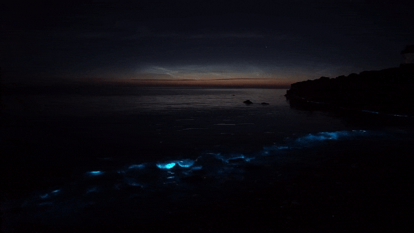 4 Unbelievable Bioluminescent Beaches – USA Travel Tips & Trends
