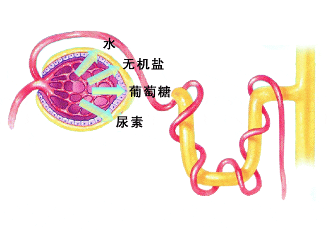 优利特生化仪怎么样生生不息｜优利特尿液生化检测项目套餐_https://www.jmylbn.com_新闻资讯_第2张