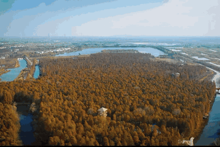 IMG_1939.GIF
