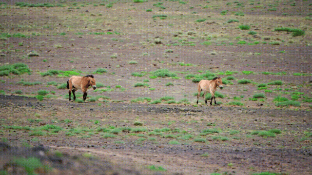 Boar on the Loose: Qingdao's Wild Warning - What You Need to Know - News Directory 3