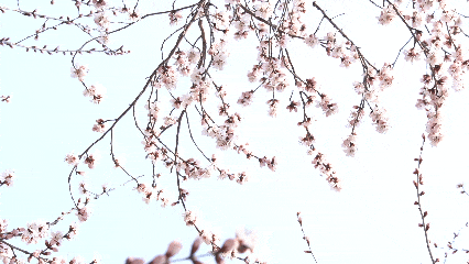 7.gif
