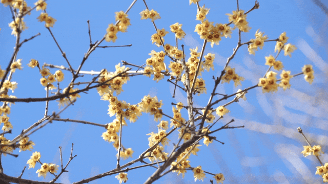 IMG_3039.GIF