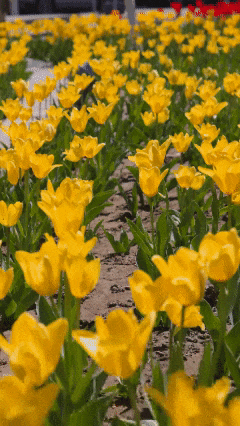 v2.gif