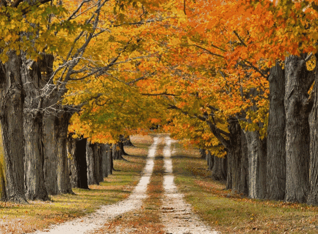 秋冬季家中必备的感冒中成药