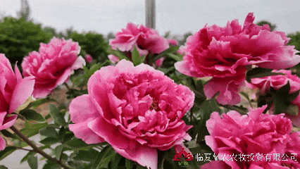 5月12日5.gif