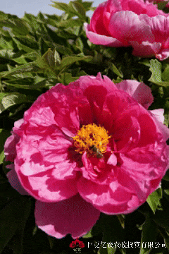 5月12日 (1)8.gif