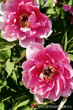 5月12日 (1)10.gif