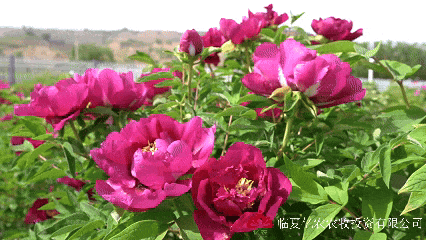 5月12日动图3.gif