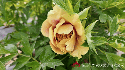 5月12日动图5.gif