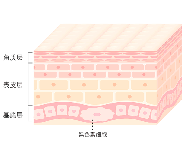 2.黑色素为什么会让你变黑?一看,发现自己原来还是挺白的.