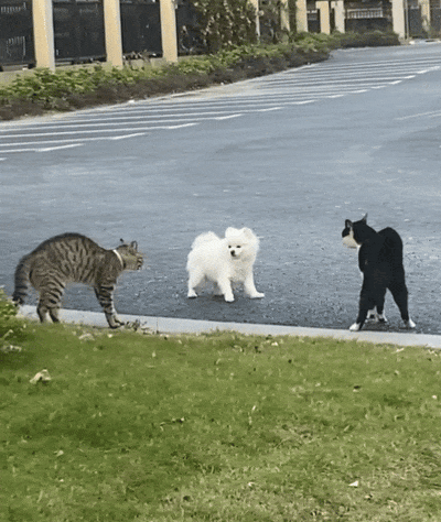 狗子爱凑热闹是真的两只猫吵架狗子去看热闹结果被一顿胖揍