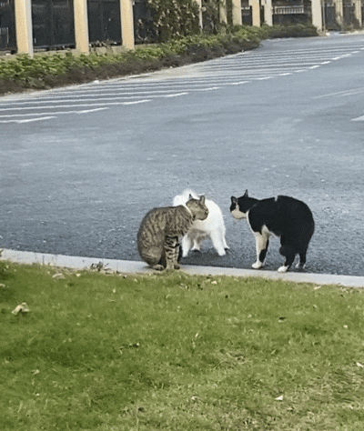 狗子爱凑热闹是真的两只猫吵架狗子去看热闹结果被一顿胖揍