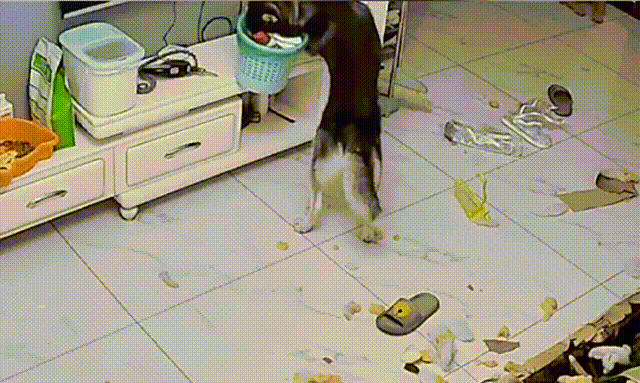 狗狗一旦患上，痛苦等级 = 人的重度抑郁！