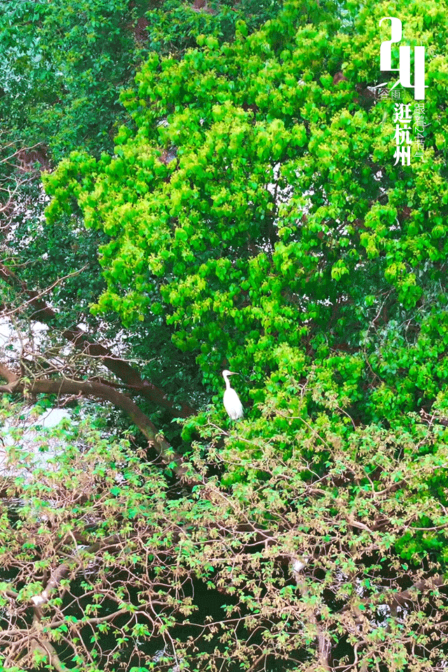 谷雨打logo-动图4.gif