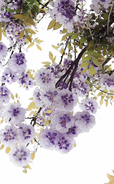 GIF 2026-4-16 10-21-48.gif
