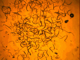 惊！显微镜下的根结线虫原来长这样！高清组图让你全面了解这货的前世今生！-长江蔬菜