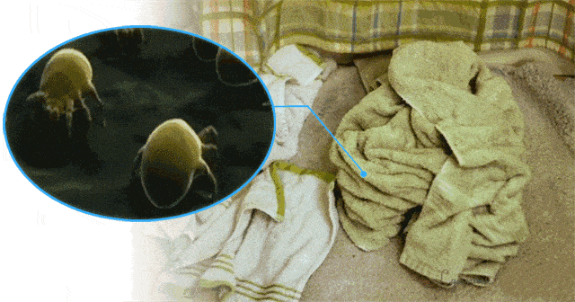 六腔是什么「丁家宜花韵香氛六腔洗衣凝珠」8倍洁净力，留香护衣，抑菌除螨_https://www.jmylbn.com_新闻资讯_第47张