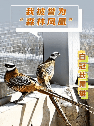 白冠长尾稚.gif
