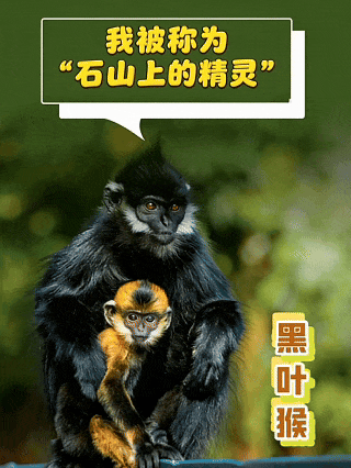 黑叶猴.gif