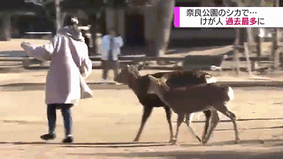 没有了游客 奈良的小鹿们还好么 日本种草大会 微信公众号文章阅读 Wemp