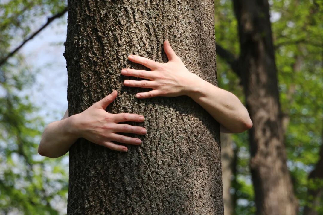这届年轻人,正在靠"抱树"治内耗