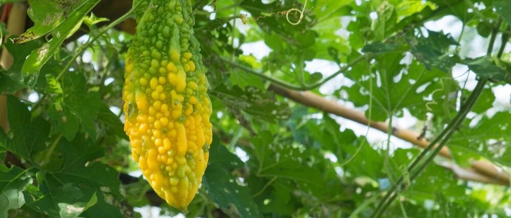 原来苦瓜熟了是甜的！吃苦瓜真的能降血糖了？别再被骗了