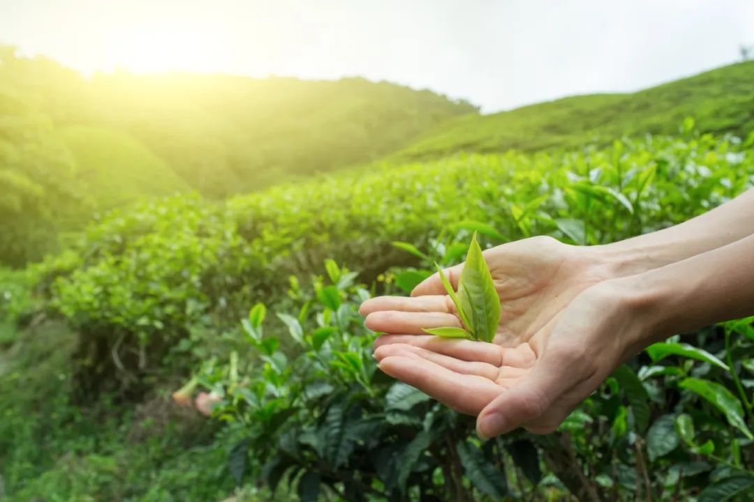 绿茶白茶黄茶红茶乌龙茶黑茶……傻傻分不清？一文了解→  第2张