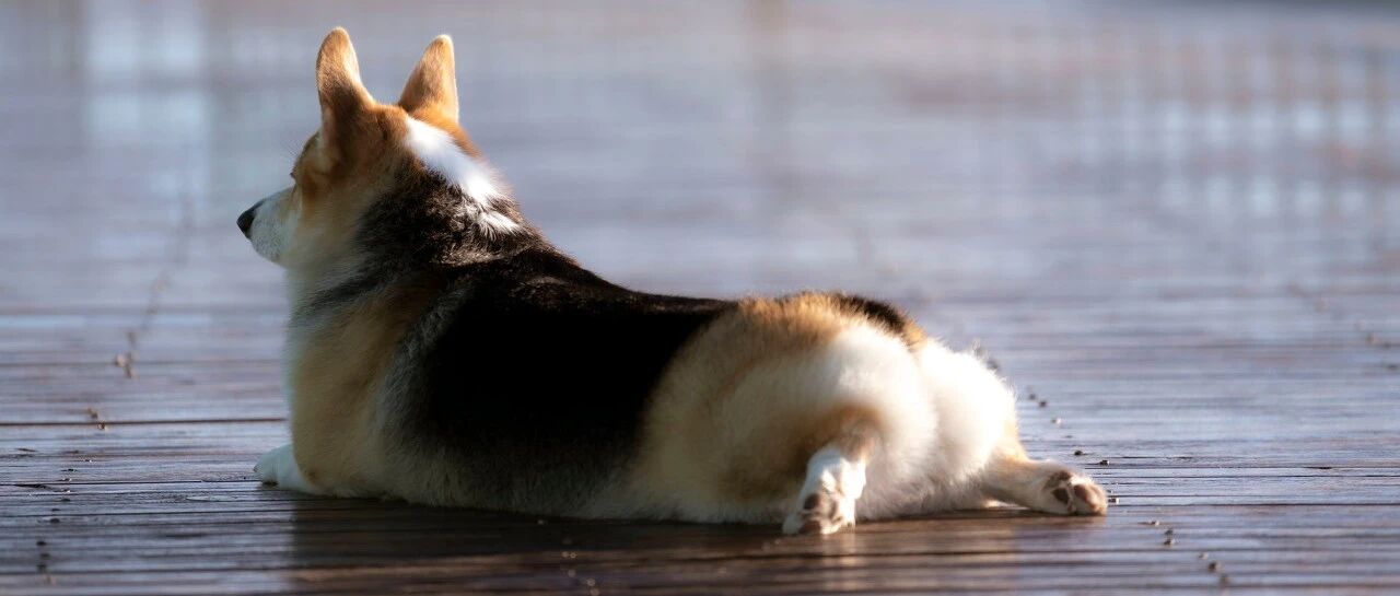 为什么狗子一见面就互相"闻"屁屁？真相太意外…