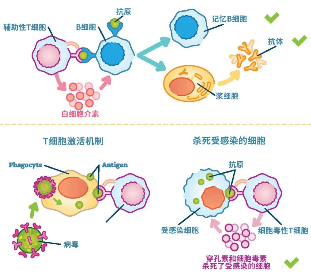 我們人體的免疫系統分為兩大部分——先天性免疫和適應性免疫.