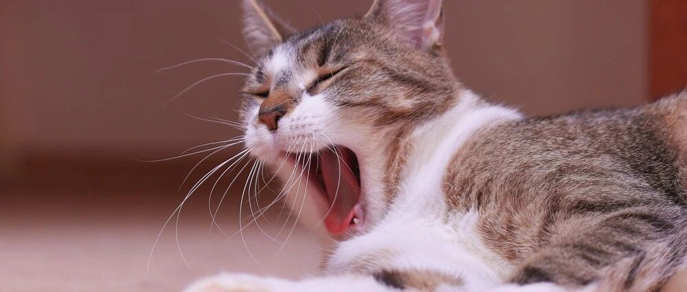 颠覆！原来猫咪打哈欠不仅仅是因为困！还可能是…