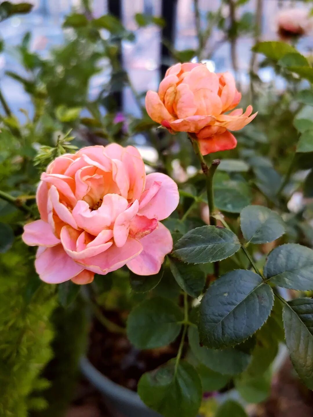 身价千万女老板破产后挖藕还债