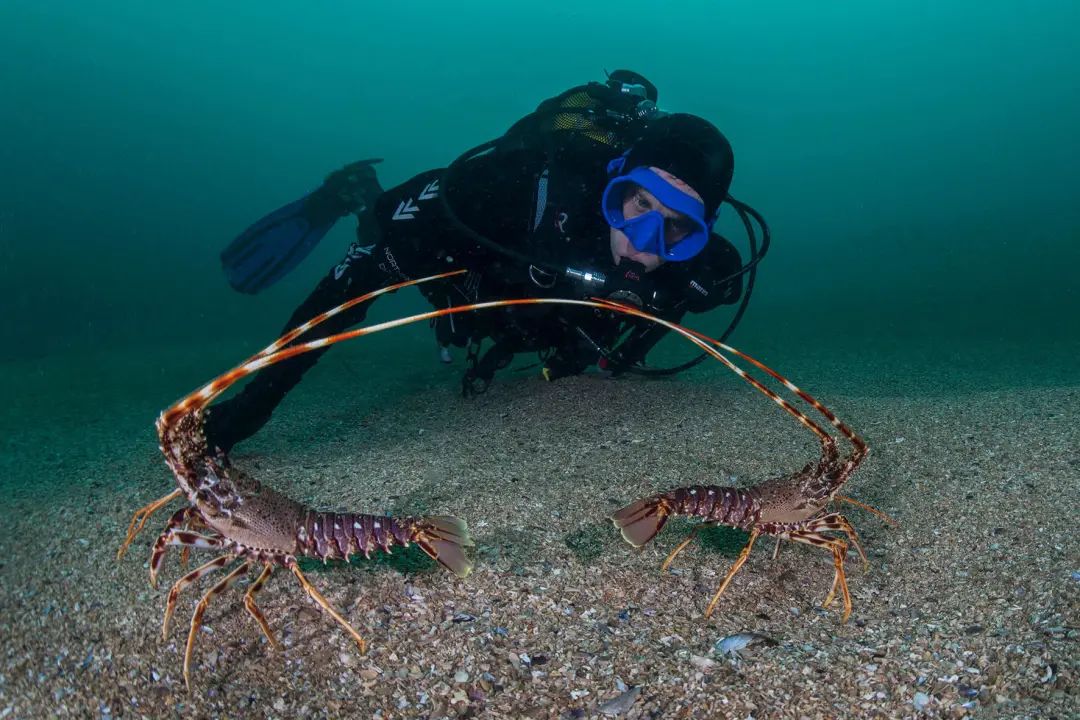 《科學報告》發表的一項研究spiny lobster sounds can be detectable