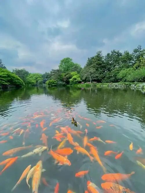 西湖花港观鱼红鲤游弋